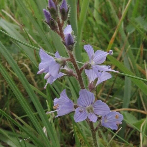 Veronica officinalis फूल