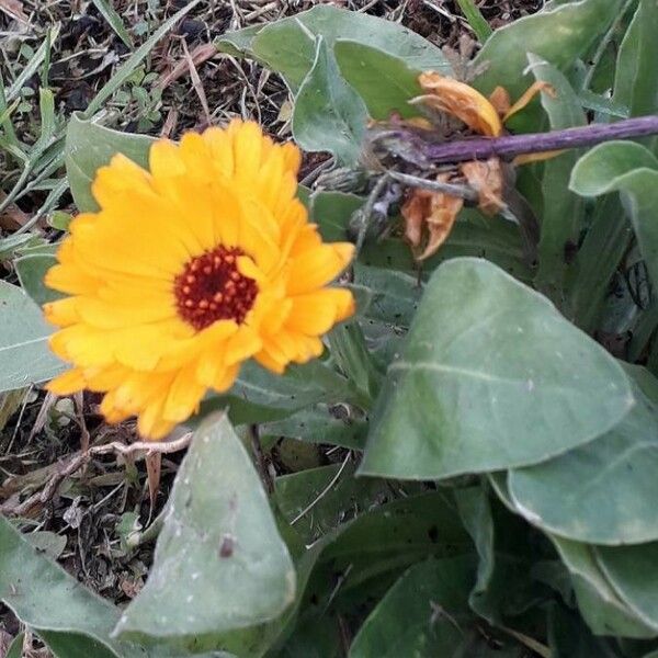 Calendula officinalis Λουλούδι