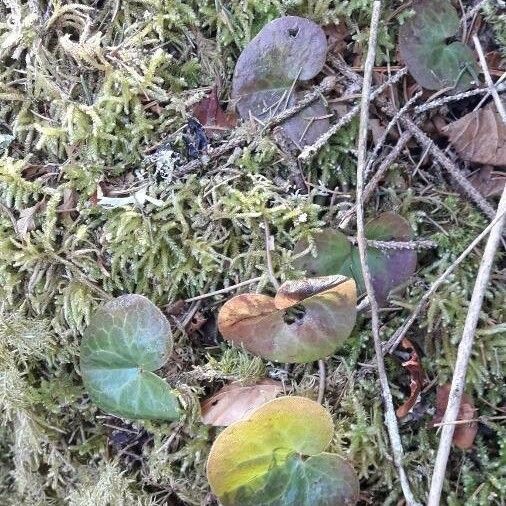 Asarum europaeum Schors