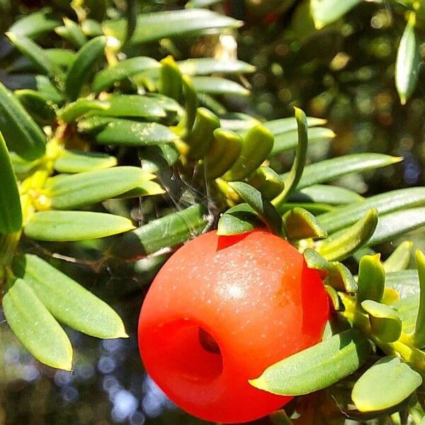 Taxus brevifolia Vaisius