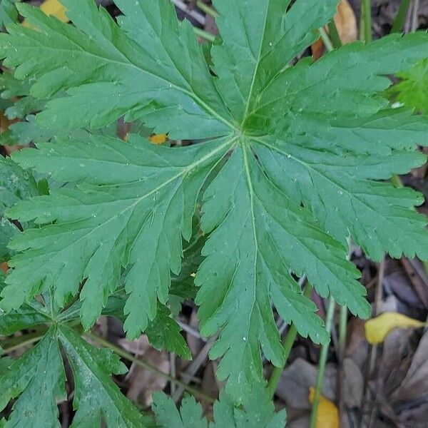 Geranium reuteri Leaf