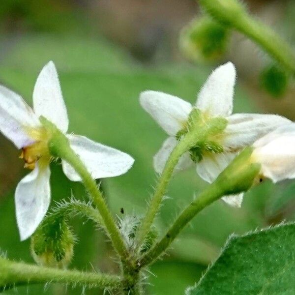 Solanum villosum Floro