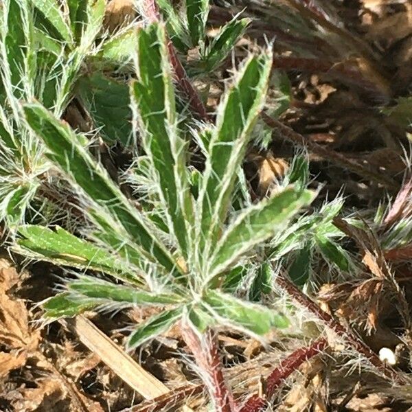 Potentilla hirta Leaf