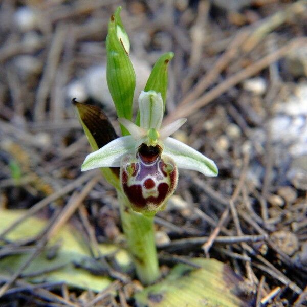 Ophrys × minuticauda Habit