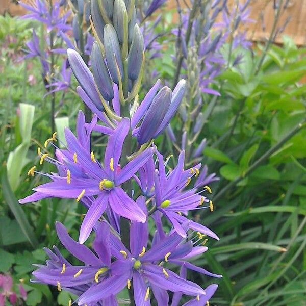 Camassia quamash Flower