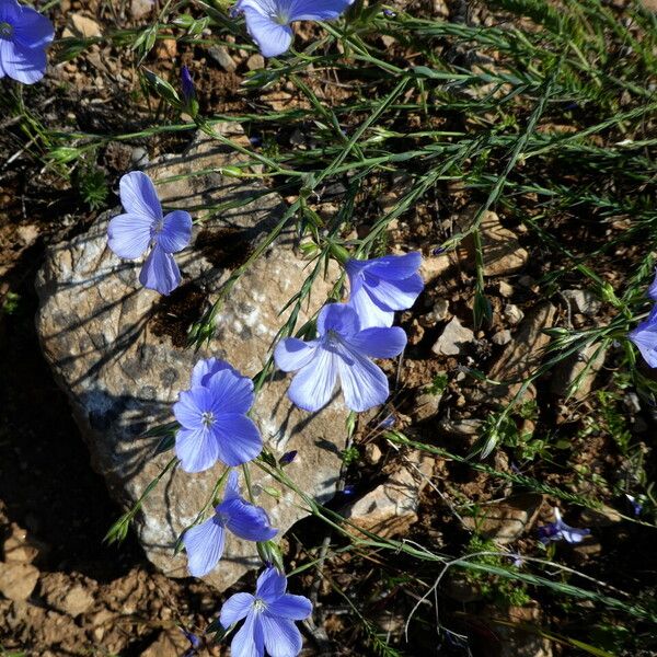 Linum narbonense Fuelha