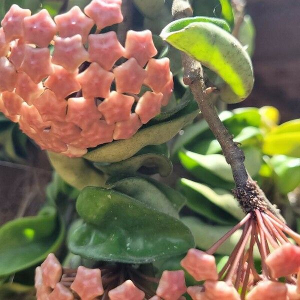 Hoya carnosa Fleur