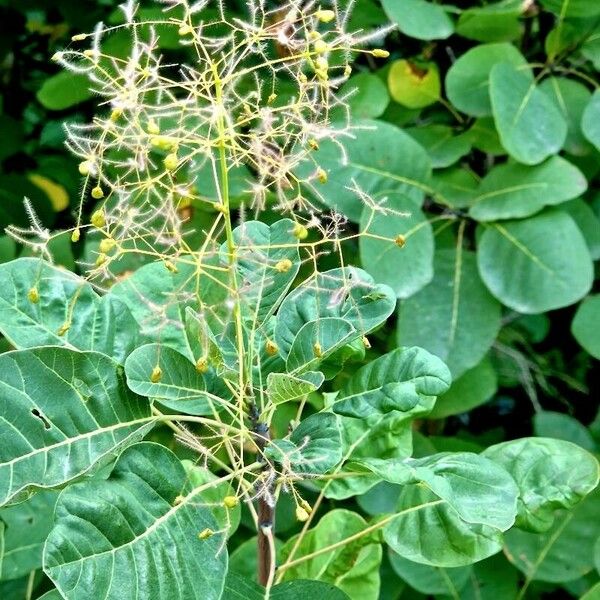 Cotinus obovatus Blad