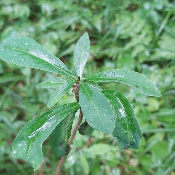 Daphne mezereum Φύλλο