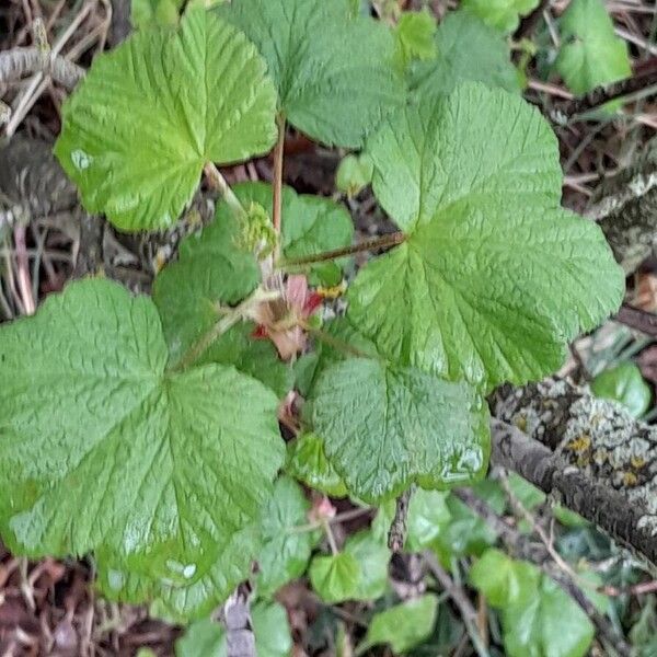 Ribes sanguineum Feuille