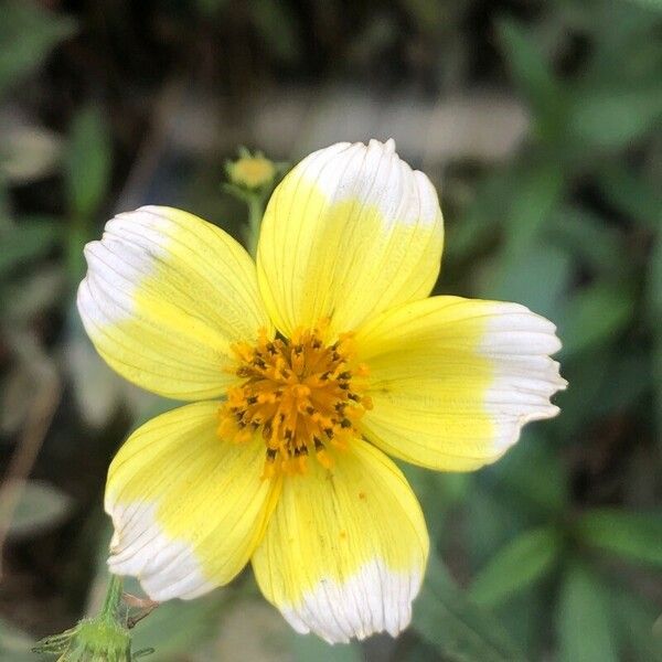 Bidens aurea Cvet