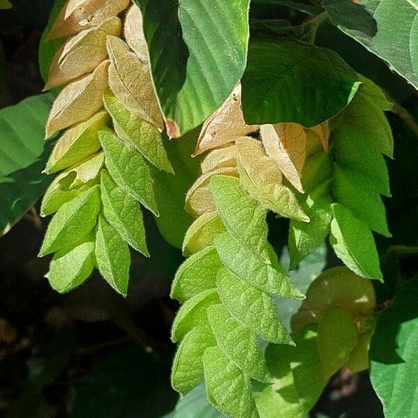 Flemingia strobilifera Fruct