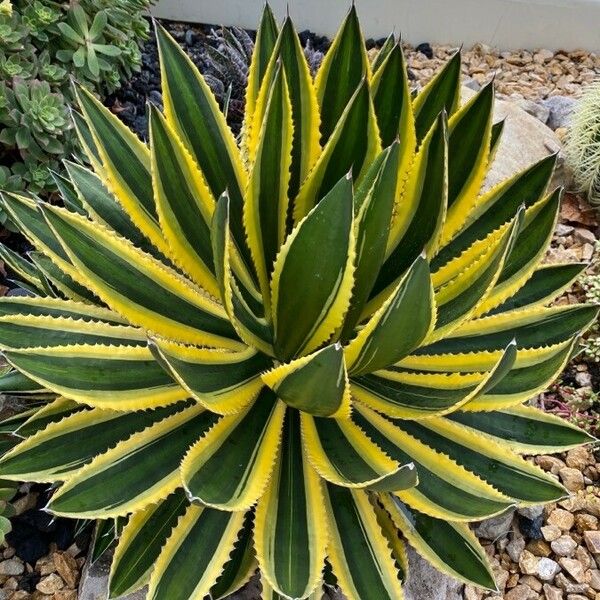 Agave lophantha Hoja