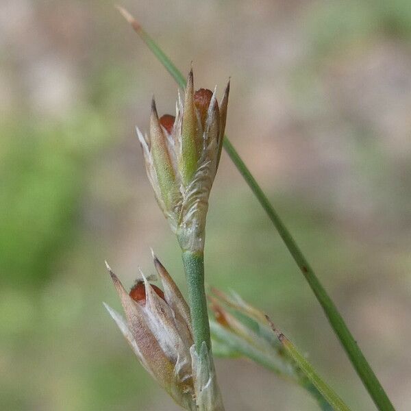 Juncus bufonius Цвят