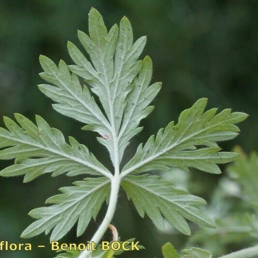 Potentilla intermedia Leaf