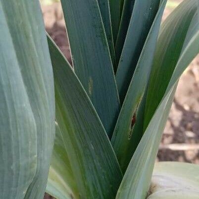 Allium ampeloprasum Leaf