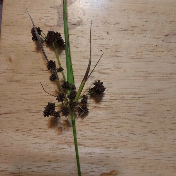 Scirpus atrovirens 花