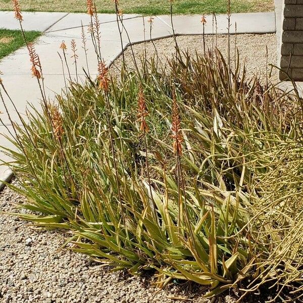 Aloe vera Habitus