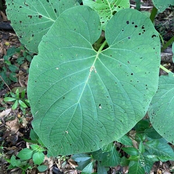 Piper auritum Frunză