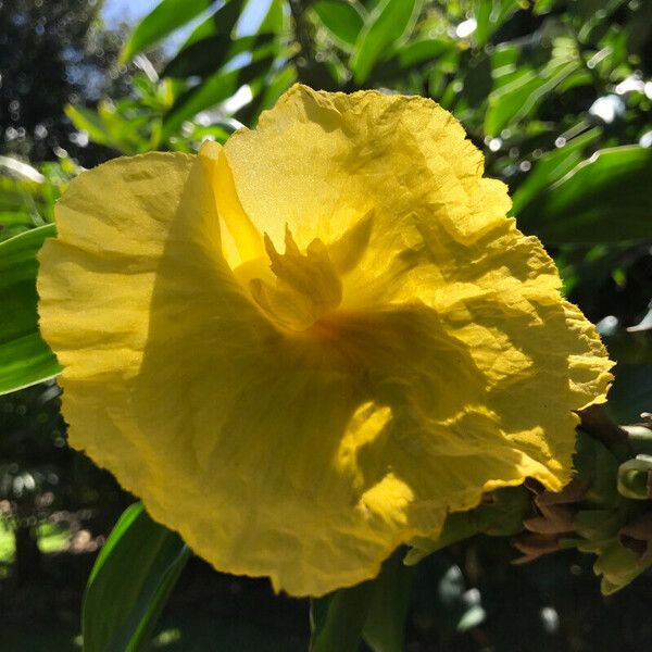 Canna flaccida Blüte