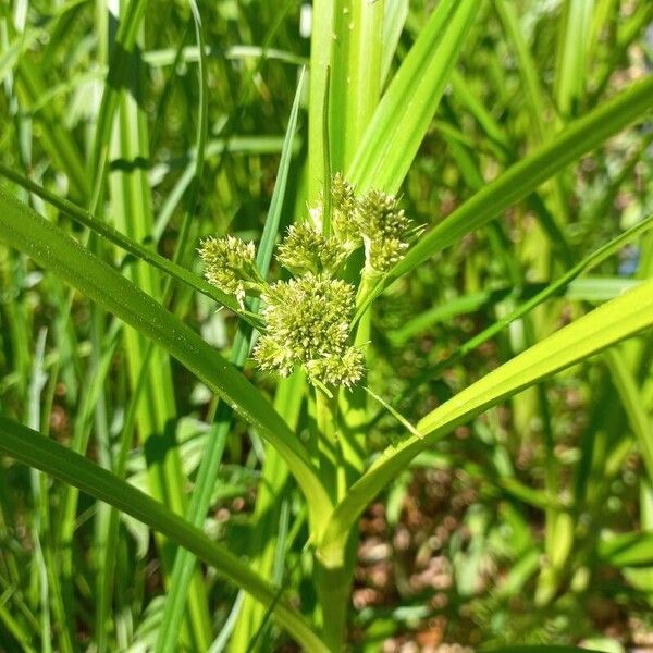 Scirpus atrovirens Flower