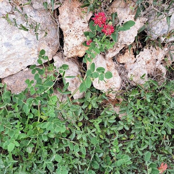 Sulla coronaria Blad