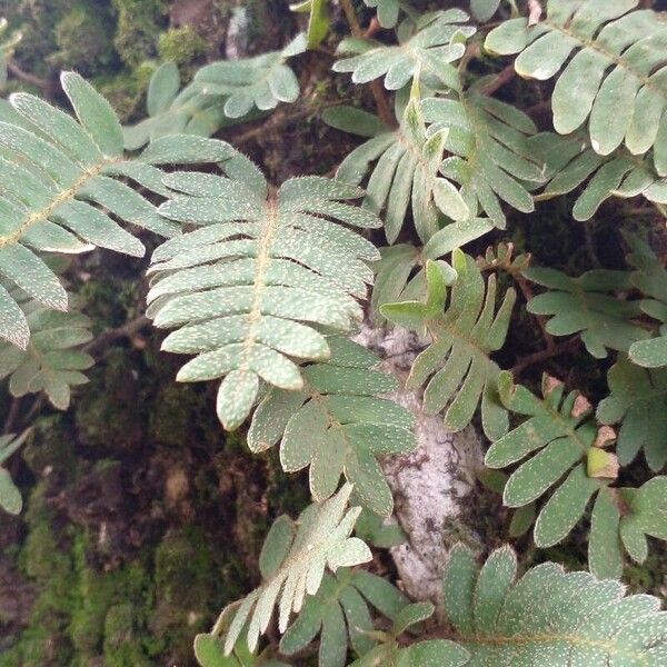 Pleopeltis polypodioides Leaf