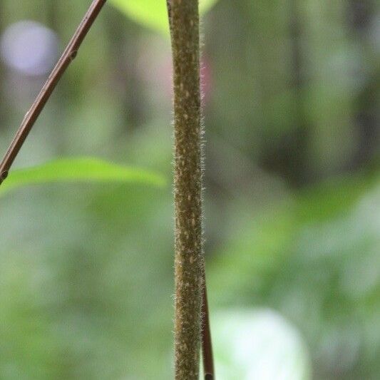 Antirhea borbonica Bark