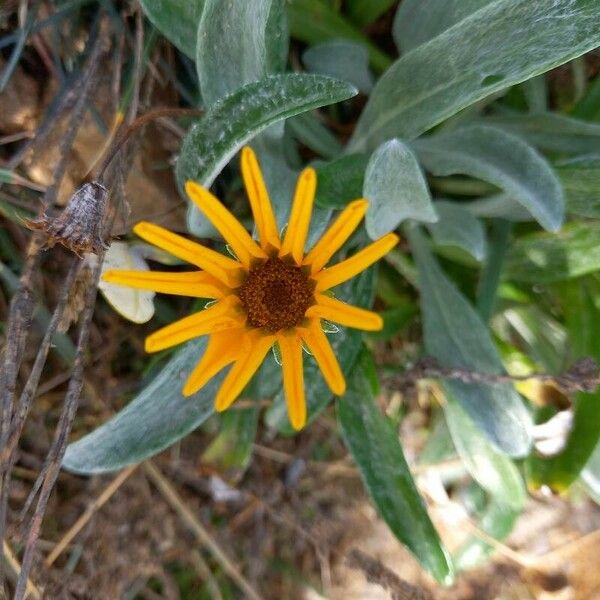 Gazania rigens Flower