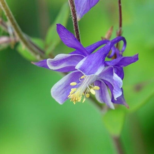 Aquilegia vulgaris Інше