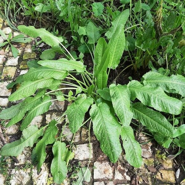 Rumex patientia Yeri