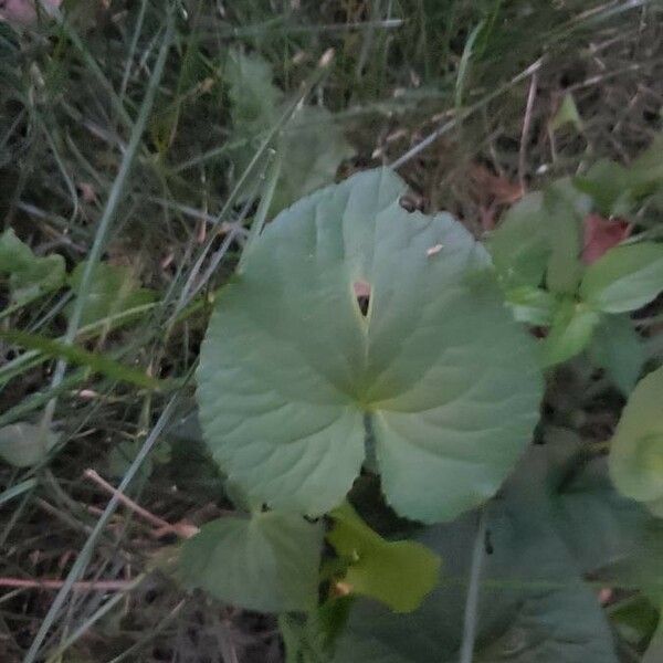 Centella asiatica Leaf