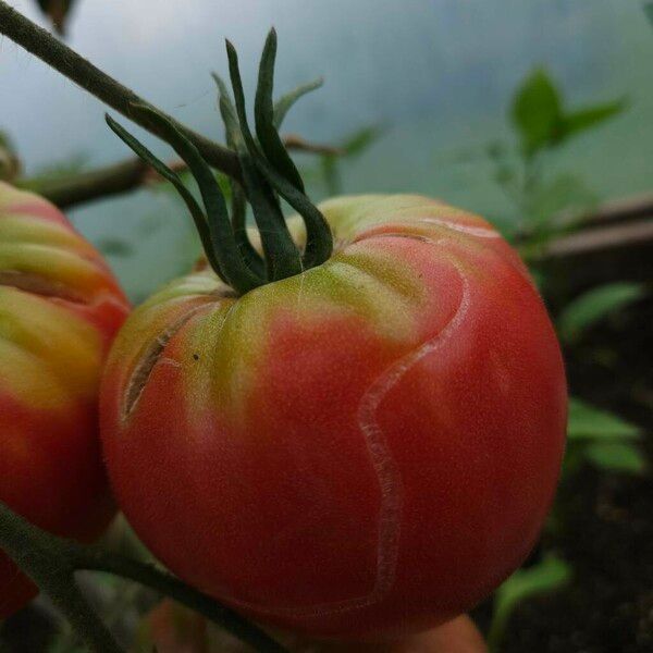 Solanum lycopersicum Ffrwyth