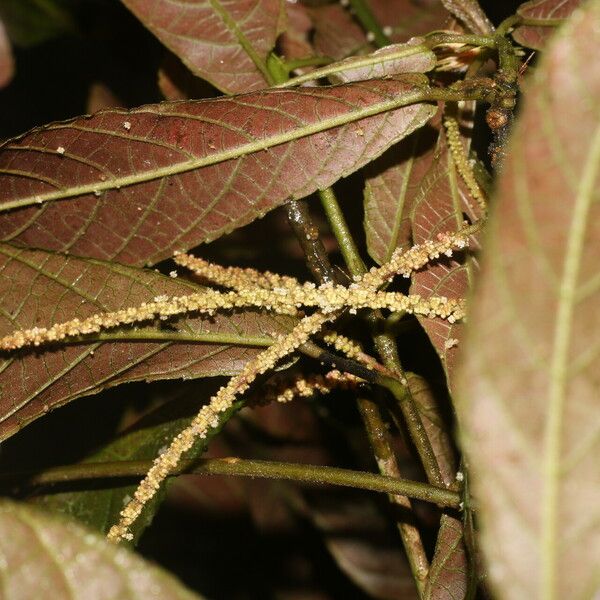 Acalypha apodanthes Yaprak