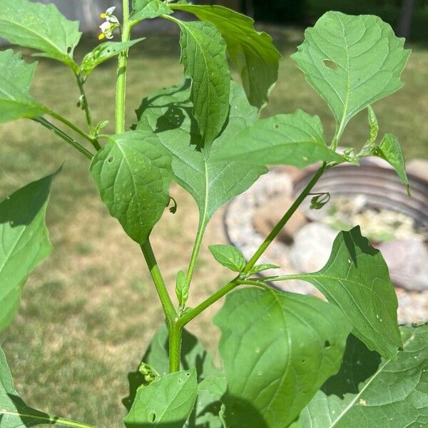 Solanum americanum পাতা