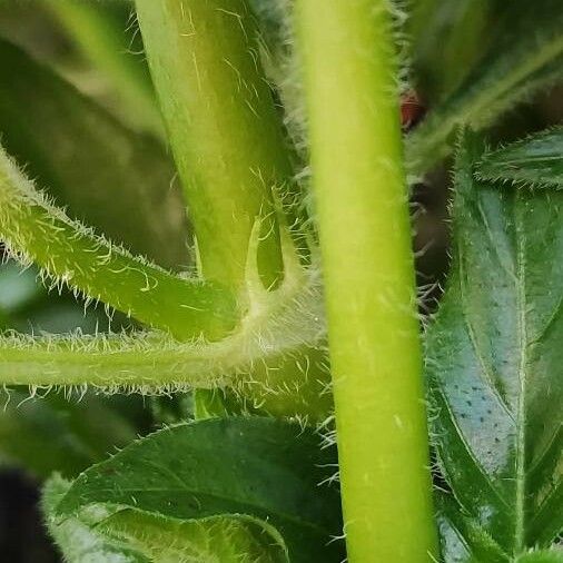 Pentas lanceolata Žievė