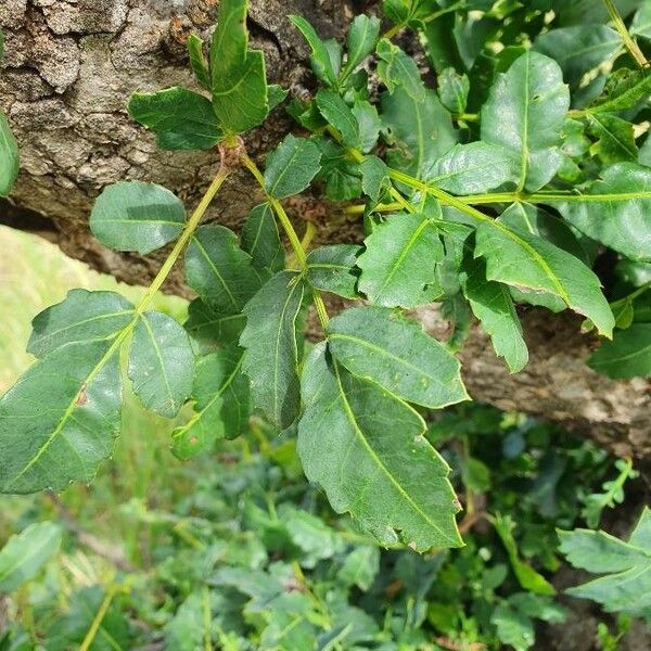 Sclerocarya birrea برگ