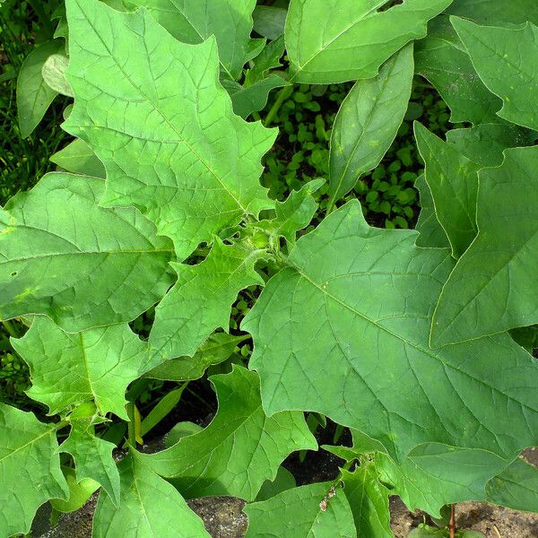 Datura stramonium ᱥᱟᱠᱟᱢ