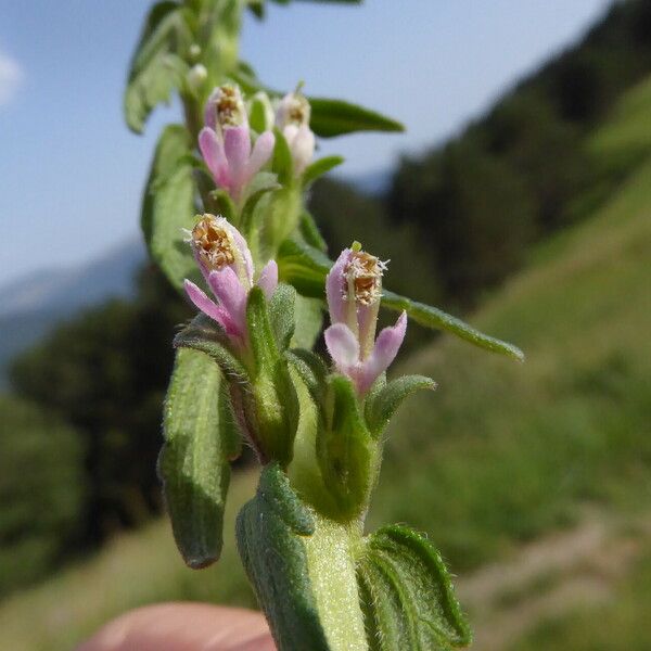 Odontites vernus 花