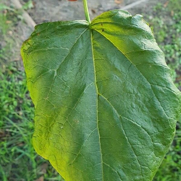 Catalpa ovata Fulla