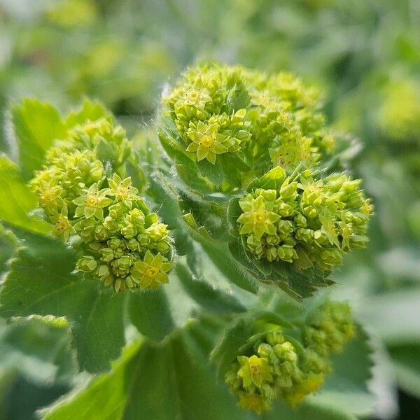 Alchemilla mollis Цветок