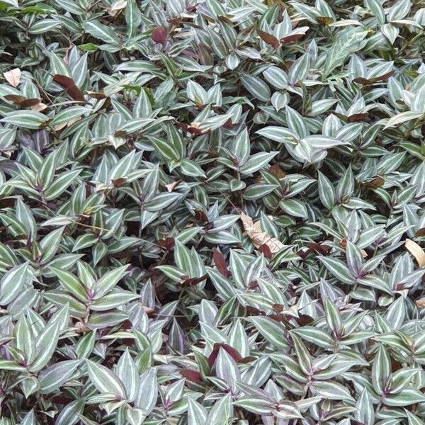 Tradescantia zebrina ഇല