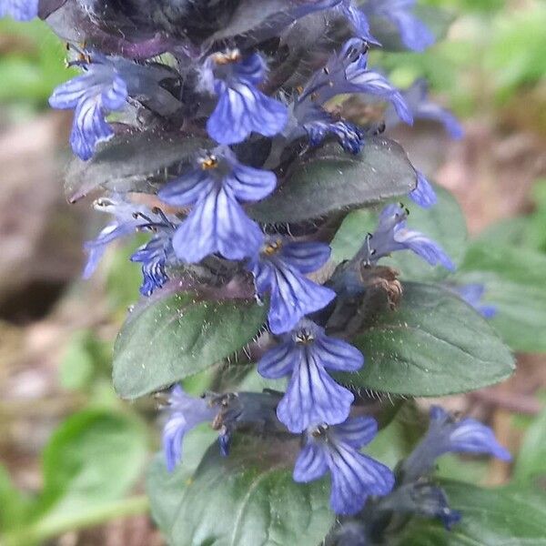 Ajuga reptans 花