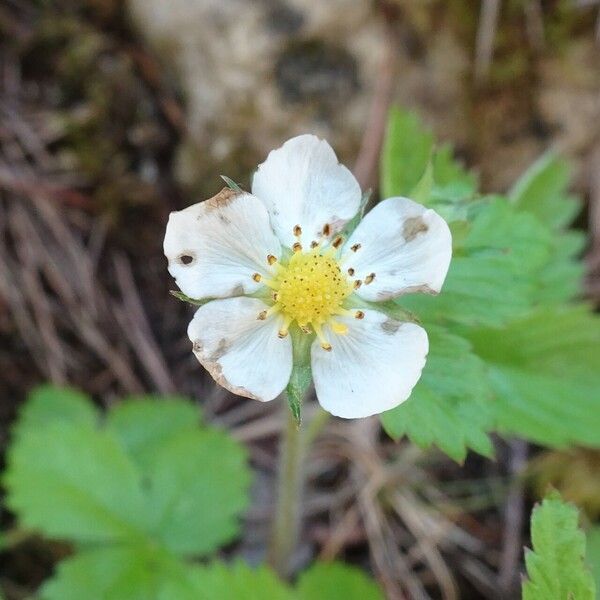 Fragaria vesca Цвят