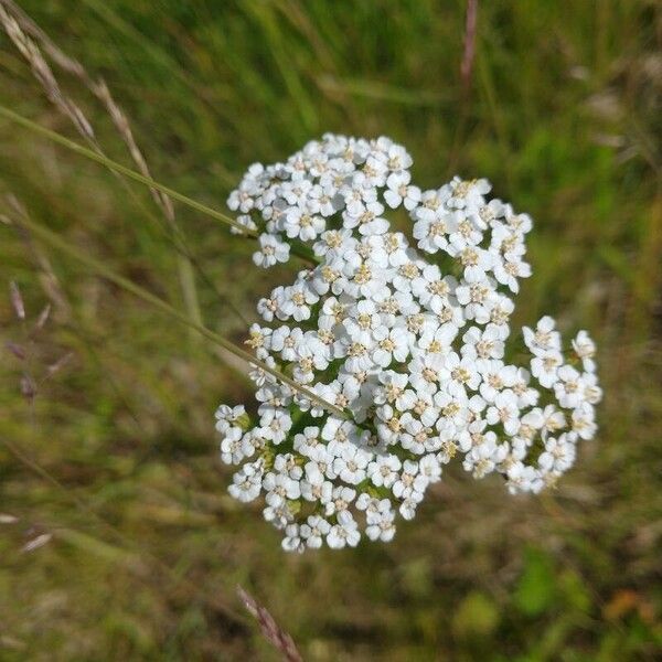 Achillea nobilis Fiore