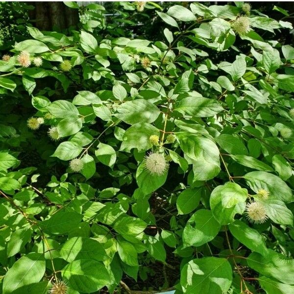 Cephalanthus occidentalis 叶