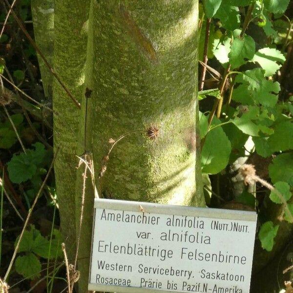 Amelanchier alnifolia кора