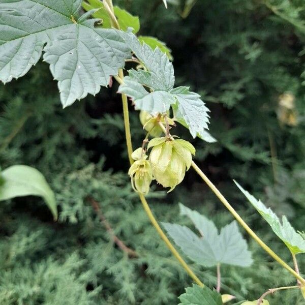 Humulus lupulus Ovoce