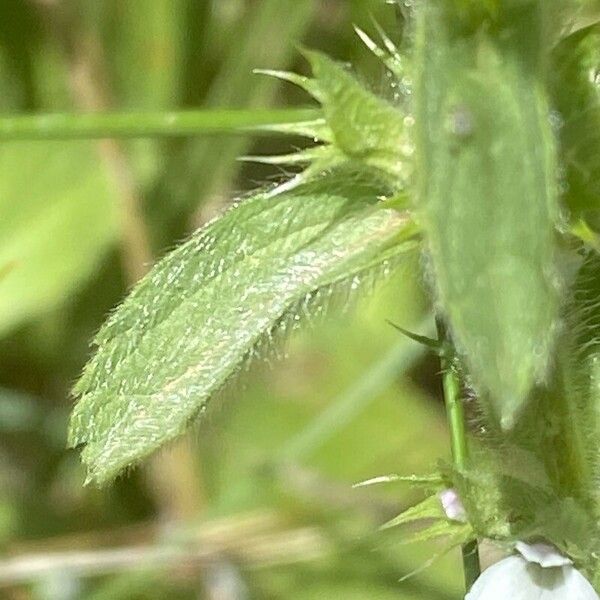 Sideritis romana Leaf