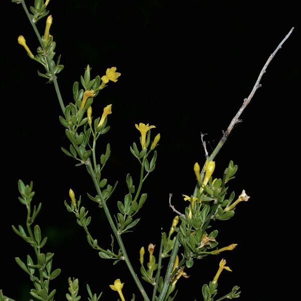 Chrysojasminum fruticans Flor